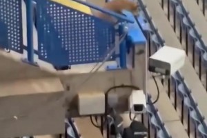 切尔西欧冠赛前，斯坦福桥看台上一只狐狸出没