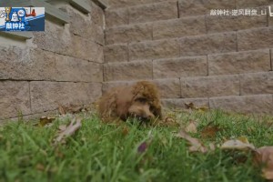 新的球队领袖！马克西带爱犬参加全美犬展幕后花絮！